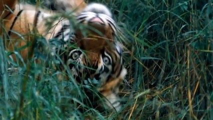 Nature & Animals